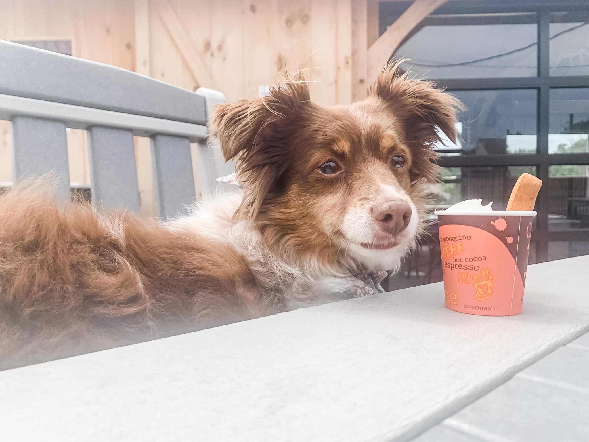 PetFriendly Activities in Ephrata! Mainspring of Ephrata